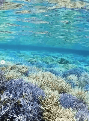 石垣島自潛 Ishigaki freediving