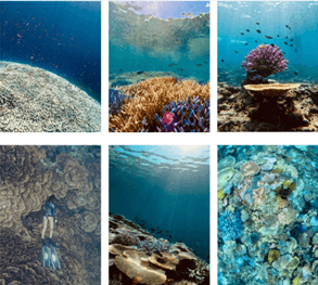 石垣島自潛 Ishigaki freediving