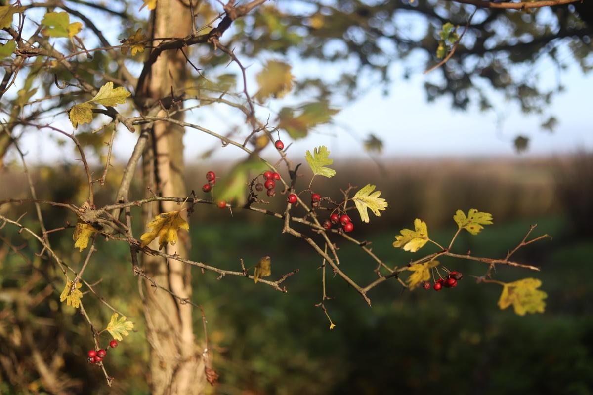 January What's in Season January Recipes