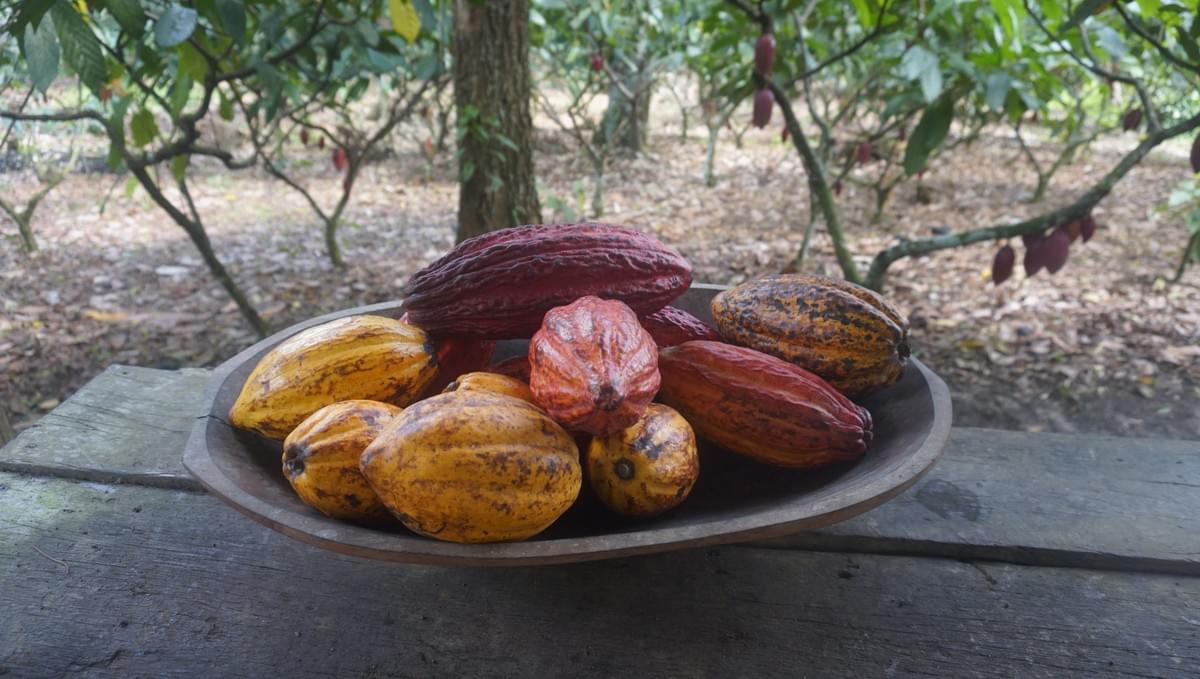 cacao bean to bar, arômes, tasting, dégustation, olfaction, team building