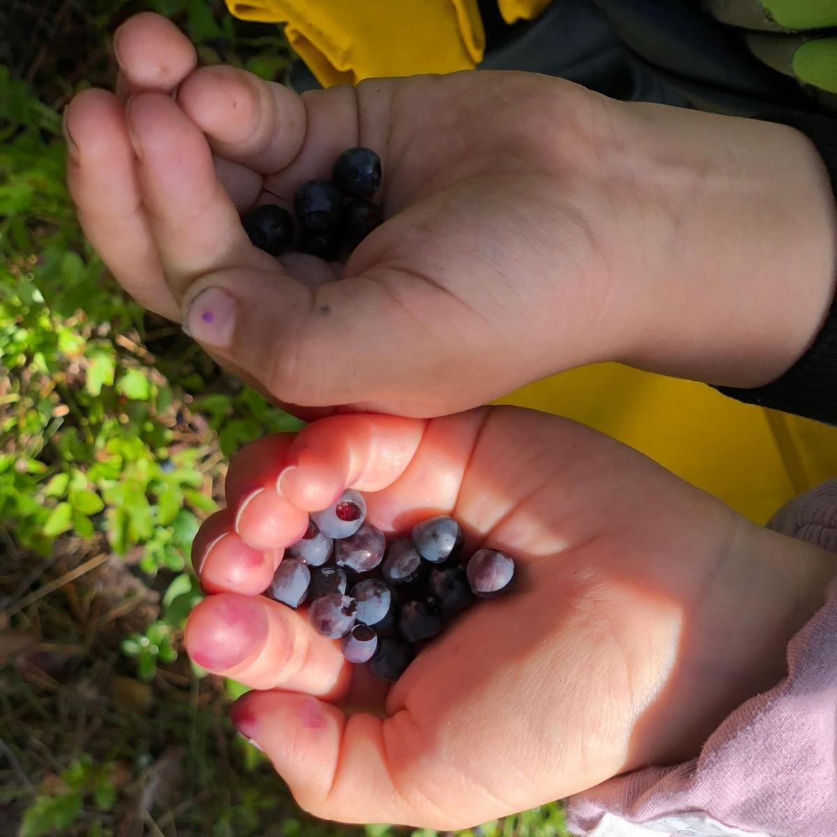 Sapere ruokakasvatus lapsille aistiharjoitus