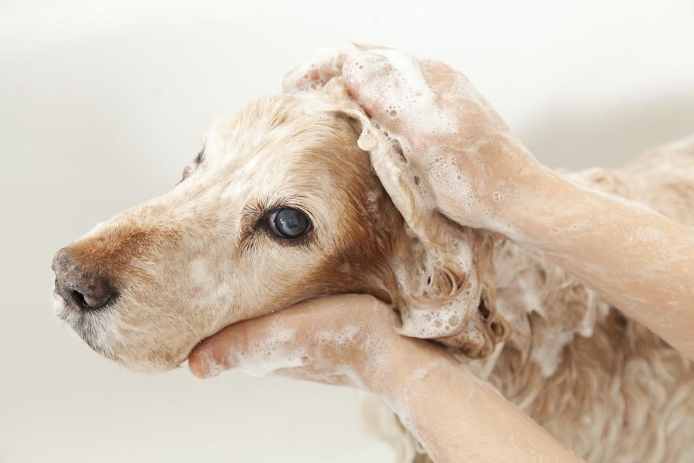 Are Natural Dog Grooming Products Effective? The Guide!