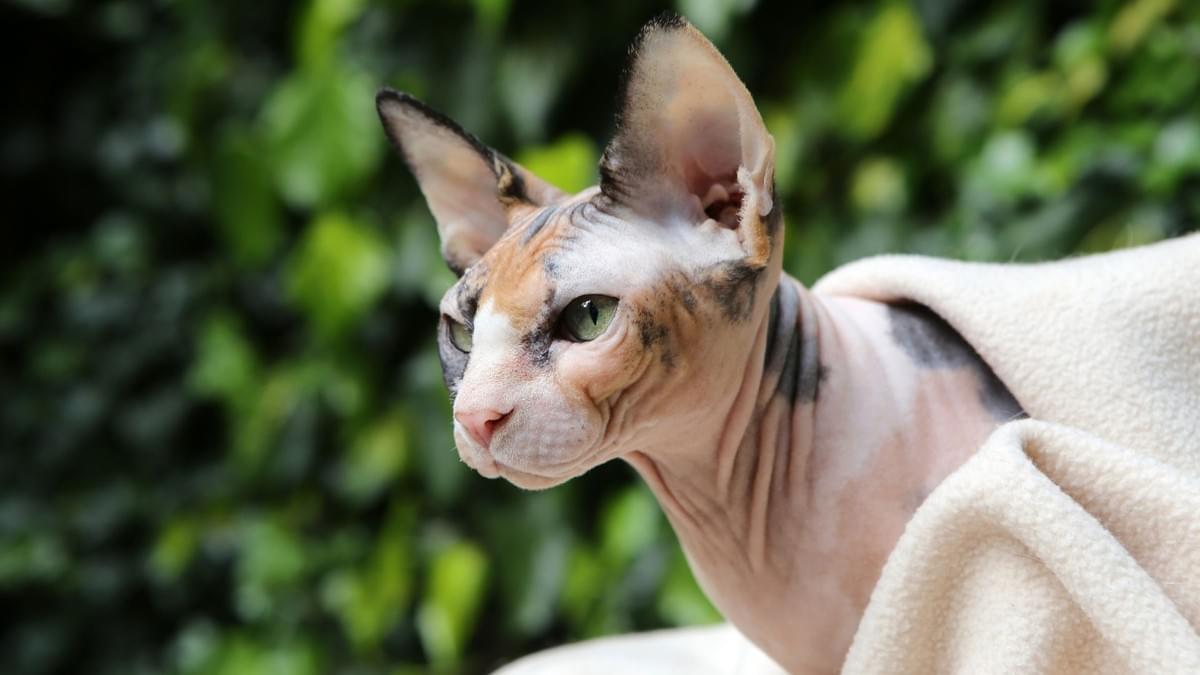 How much does a Sphynx cat cost?