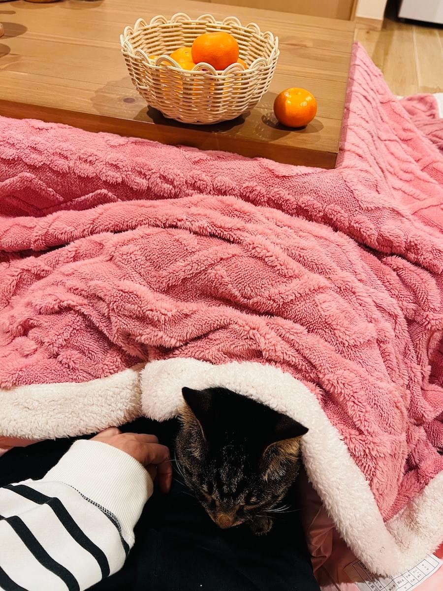 こたつ布団のそばで人の膝に座る和心村の猫