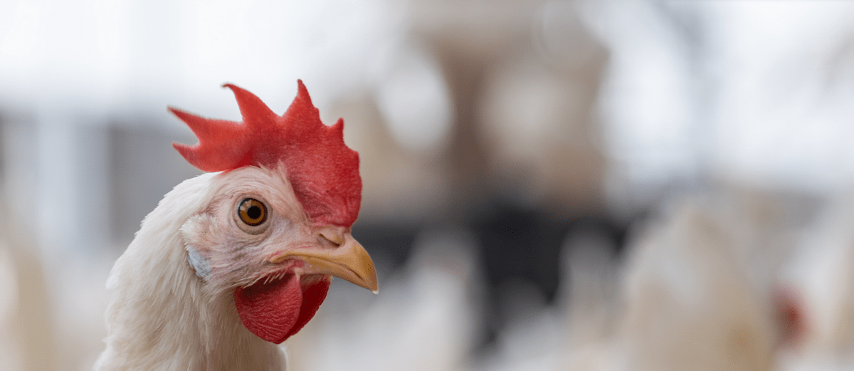 Kroger to Debut 1stEver Carbon Neutral Eggs