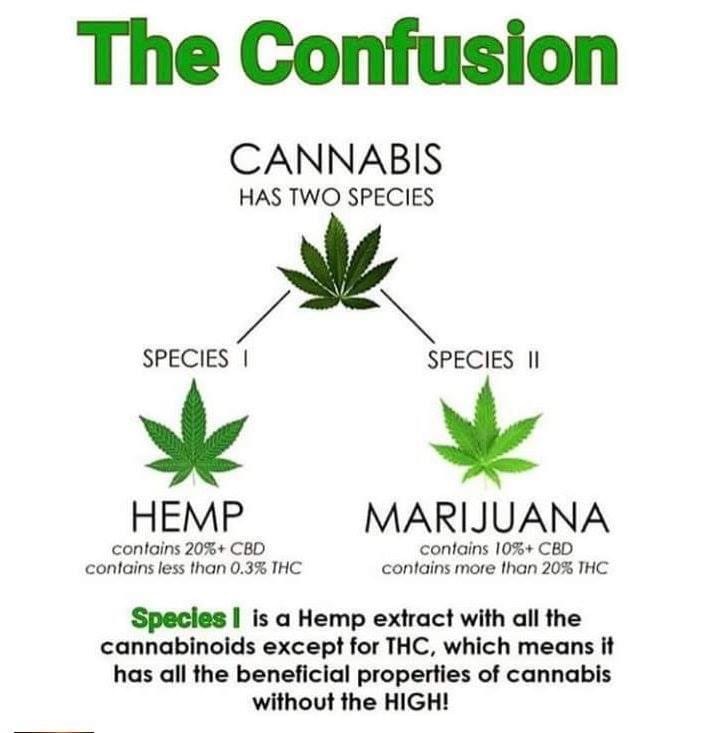 The CBD Forum For Natural Health on Strikingly