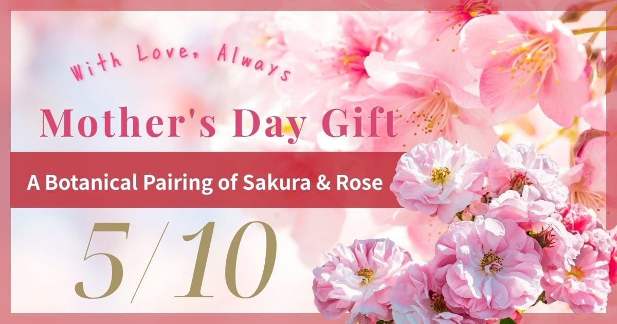 Mother’s Day Sakura Matcha Gift Set by WACHA｜Botanical pairing of sakura and rose with pink matcha and vegan sweets