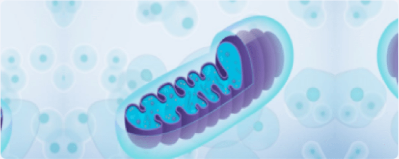 Increase Mitochondria