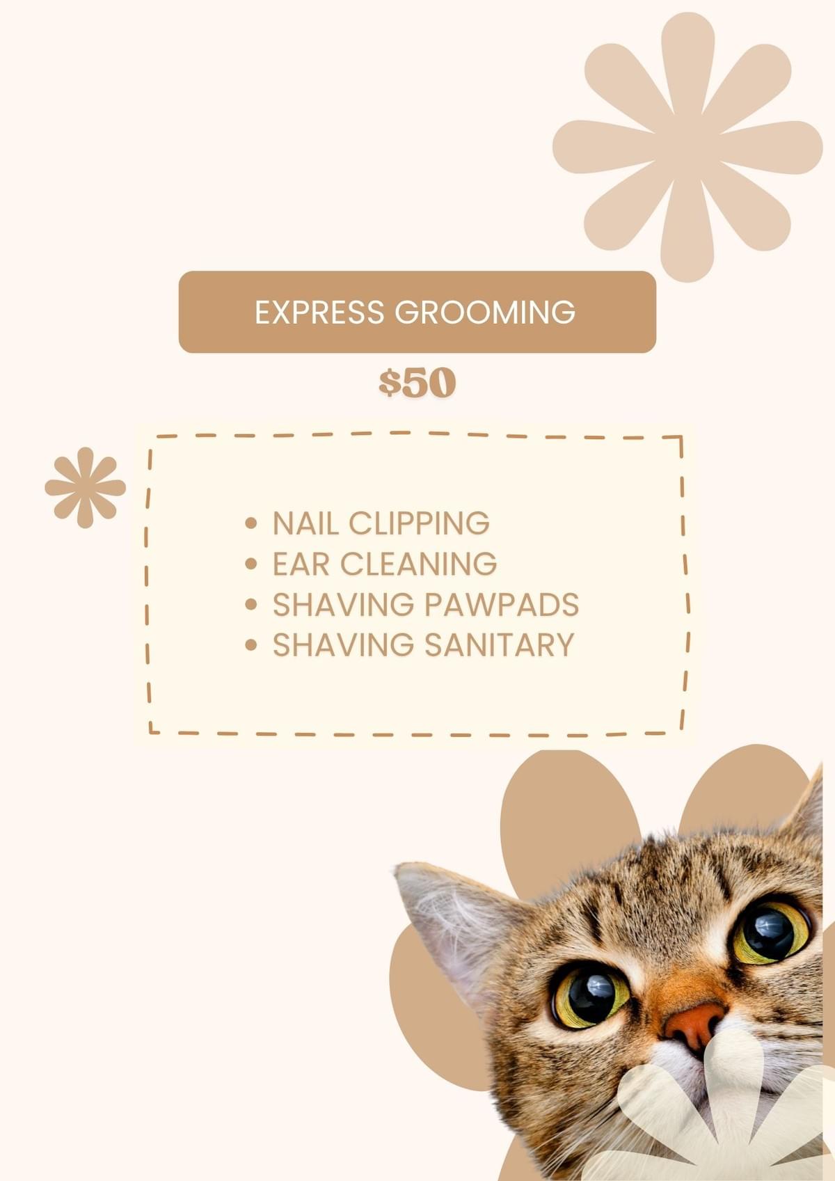 Cat Grooming Services