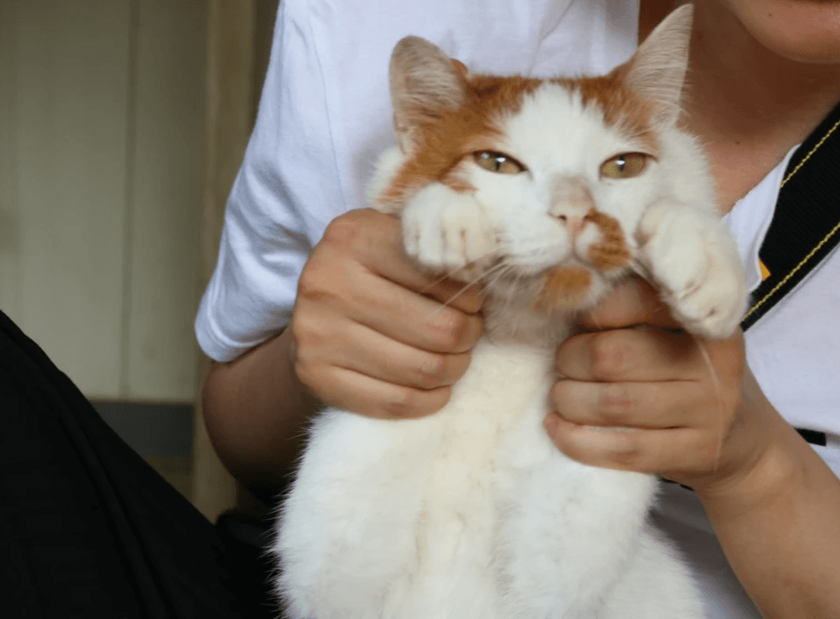 旅チャンネル『新・旅猫ロマン』出演記念！千葉の古民家グランピング「和心村」が特別プランを公開。猫おやつ特典付き、2食付き基本プランで、20匹以上の猫たちとふれあう。12月20日放送開始。