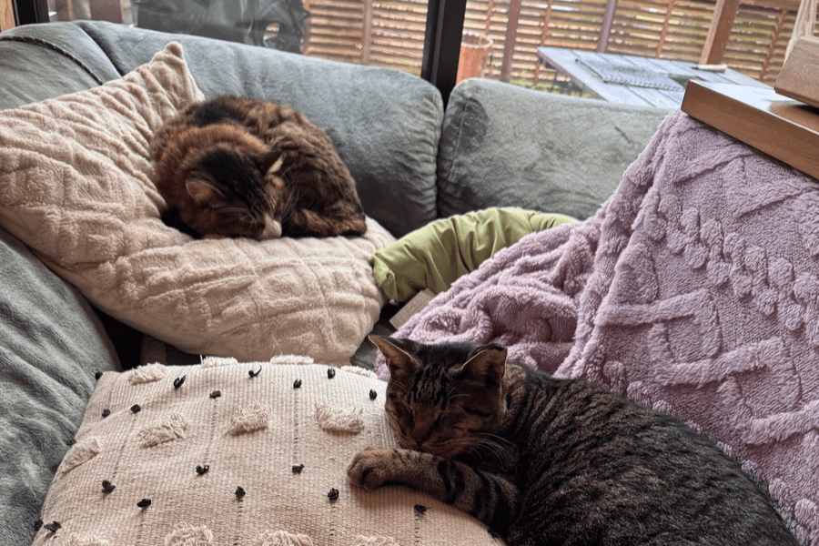 冬でも暖かい南房総・千葉県富津で楽しむこたつグランピング。房州みかん、冬限定鍋、サウナ、猫とのふれあいなど、和心村ならではの冬のあたたまり方をご紹介します。