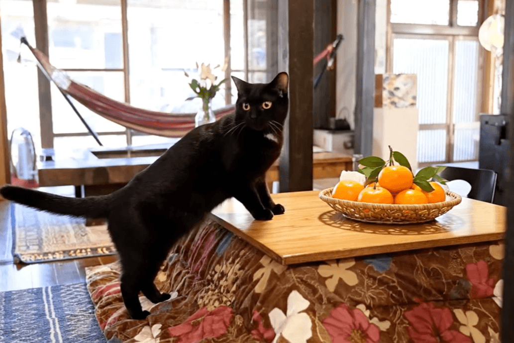 冬でも暖かい南房総・千葉県富津で楽しむこたつグランピング。房州みかん、冬限定鍋、サウナ、猫とのふれあいなど、和心村ならではの冬のあたたまり方をご紹介します。