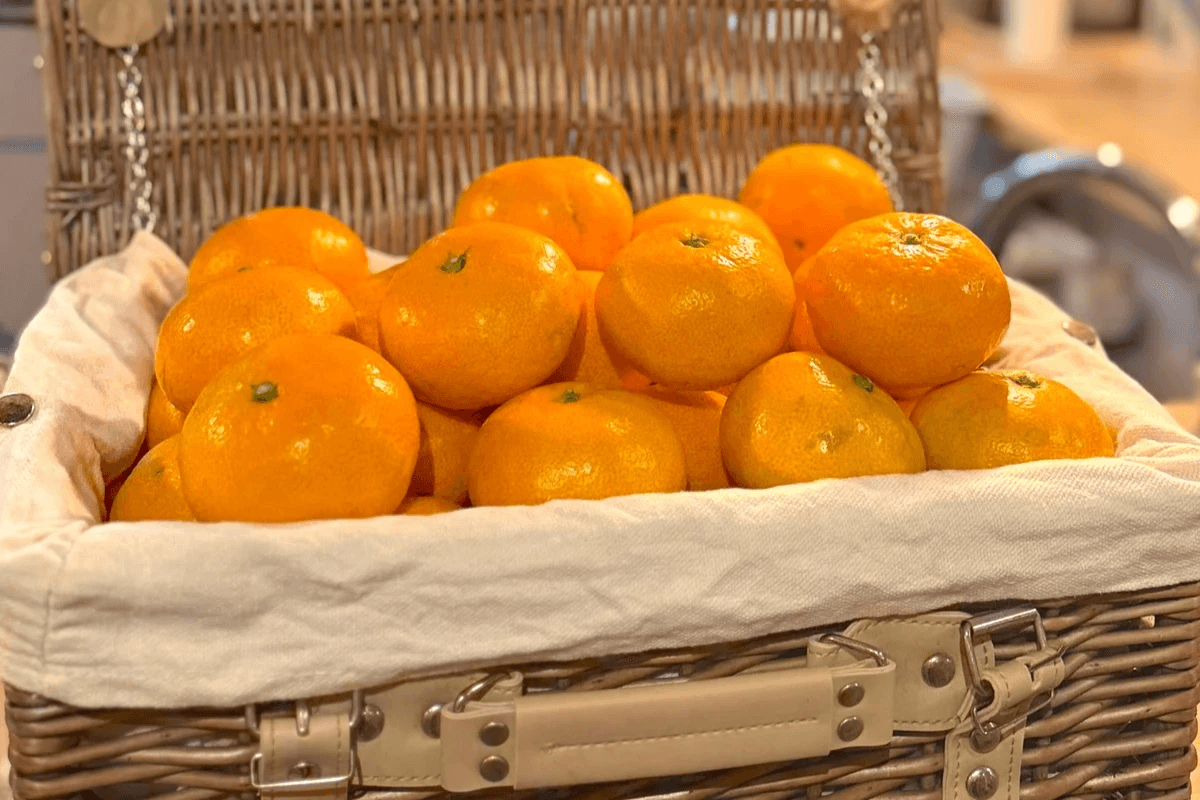 冬でも暖かい南房総・千葉県富津で楽しむこたつグランピング。房州みかん、冬限定鍋、サウナ、猫とのふれあいなど、和心村ならではの冬のあたたまり方をご紹介します。