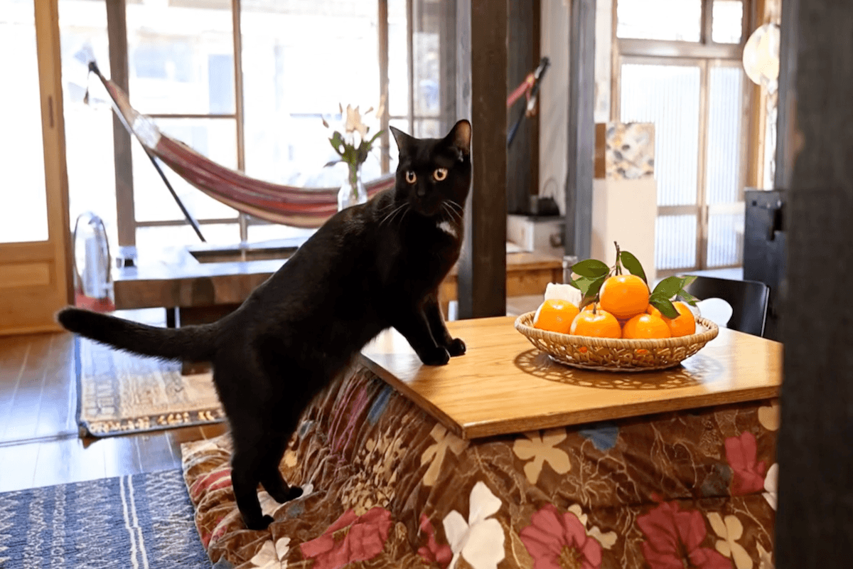 冬の和心村で楽しむ「こたつとみかん祭り」。古民家で猫と過ごす、日本の原風景を大切にした究極の癒やし