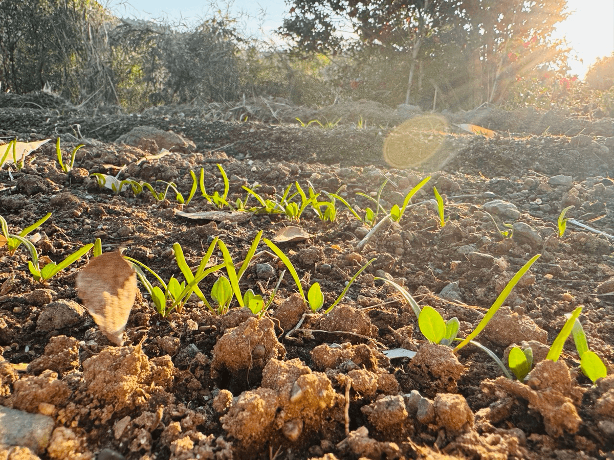 和心村の無農薬・無除草剤による循環型農園づくり。猫と自然が調和するサステナブルな里山の土壌環境