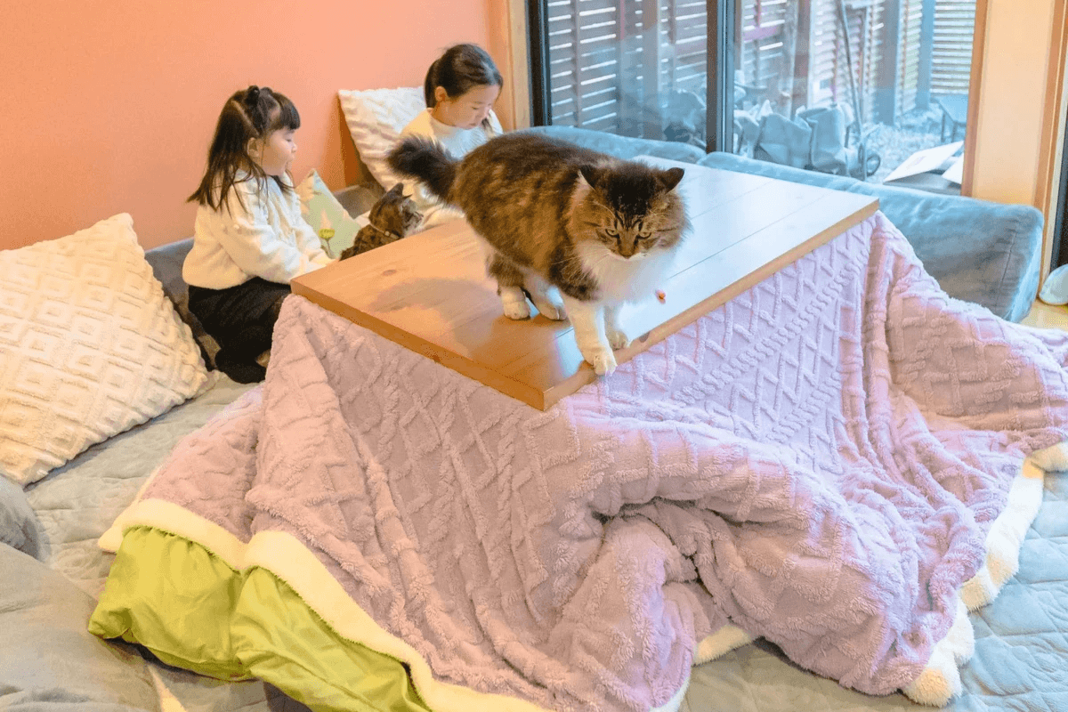 冬でも暖かい南房総・千葉県富津で楽しむこたつグランピング。房州みかん、冬限定鍋、サウナ、猫とのふれあいなど、和心村ならではの冬のあたたまり方をご紹介します。