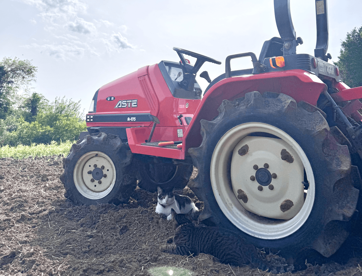 和心村の無農薬・無除草剤による循環型農園づくり。猫と自然が調和するサステナブルな里山の土壌環境