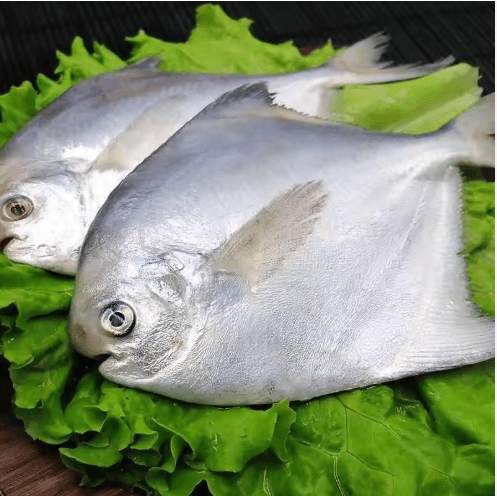 Frozen Chinese Pomfret Silver Pomfret White Pompano  Importer Frozen Seafood 