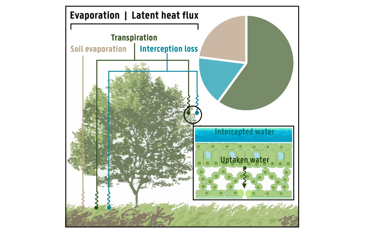 Evaporation Components from GLEAM
