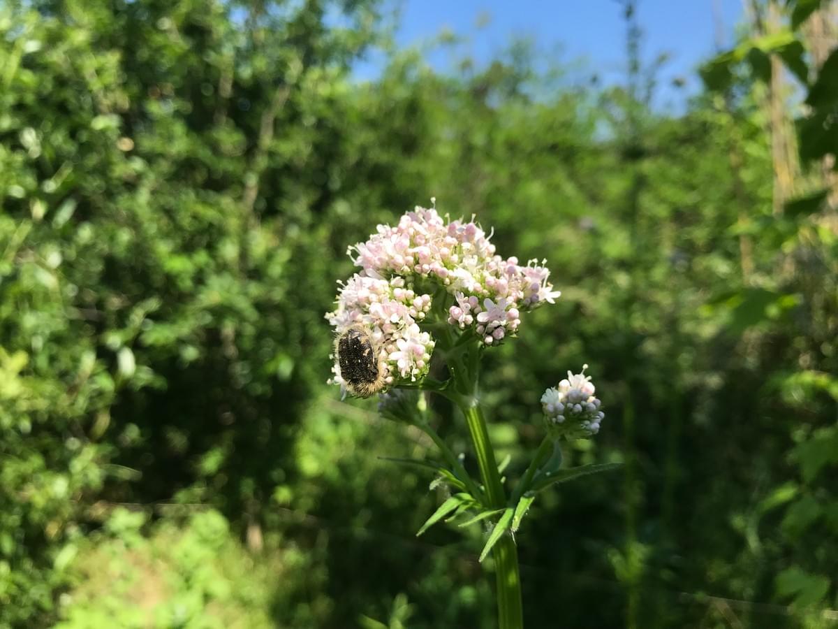 une cétoine dorée sur une fleur, la biodiversité dans les jardins-forêts 