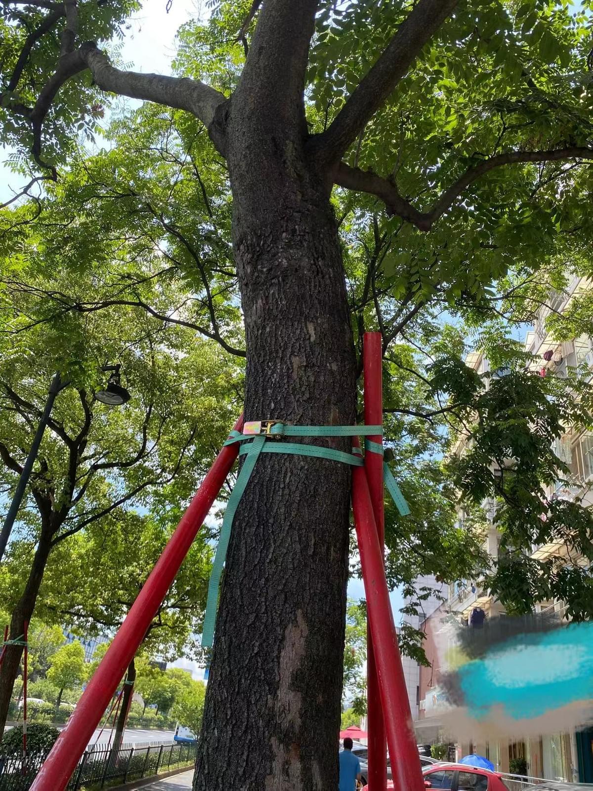 use the ratchet tie down to protect the trees