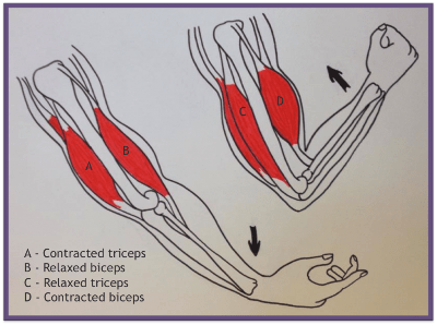 Image result for antagonistic muscles animation