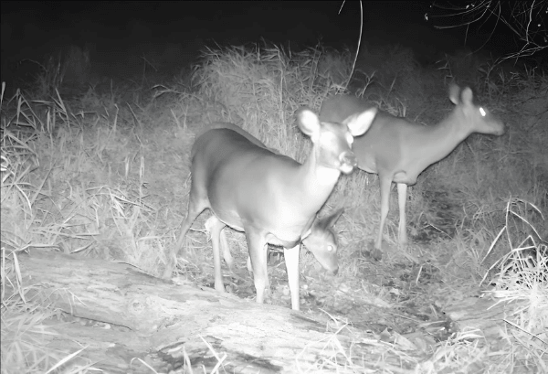 Used customized 4K trail camera for wildlife conservation 