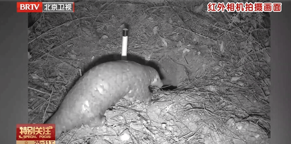 picture taken by wildlife camera trap