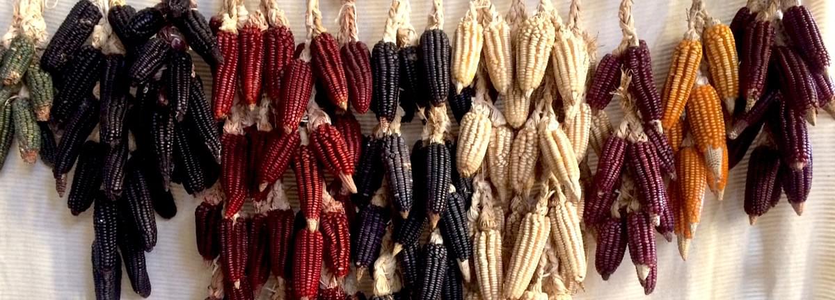 Dozens of heirloom Oaxacan corn cobs (green black red white purple and yellow) hung from a wall