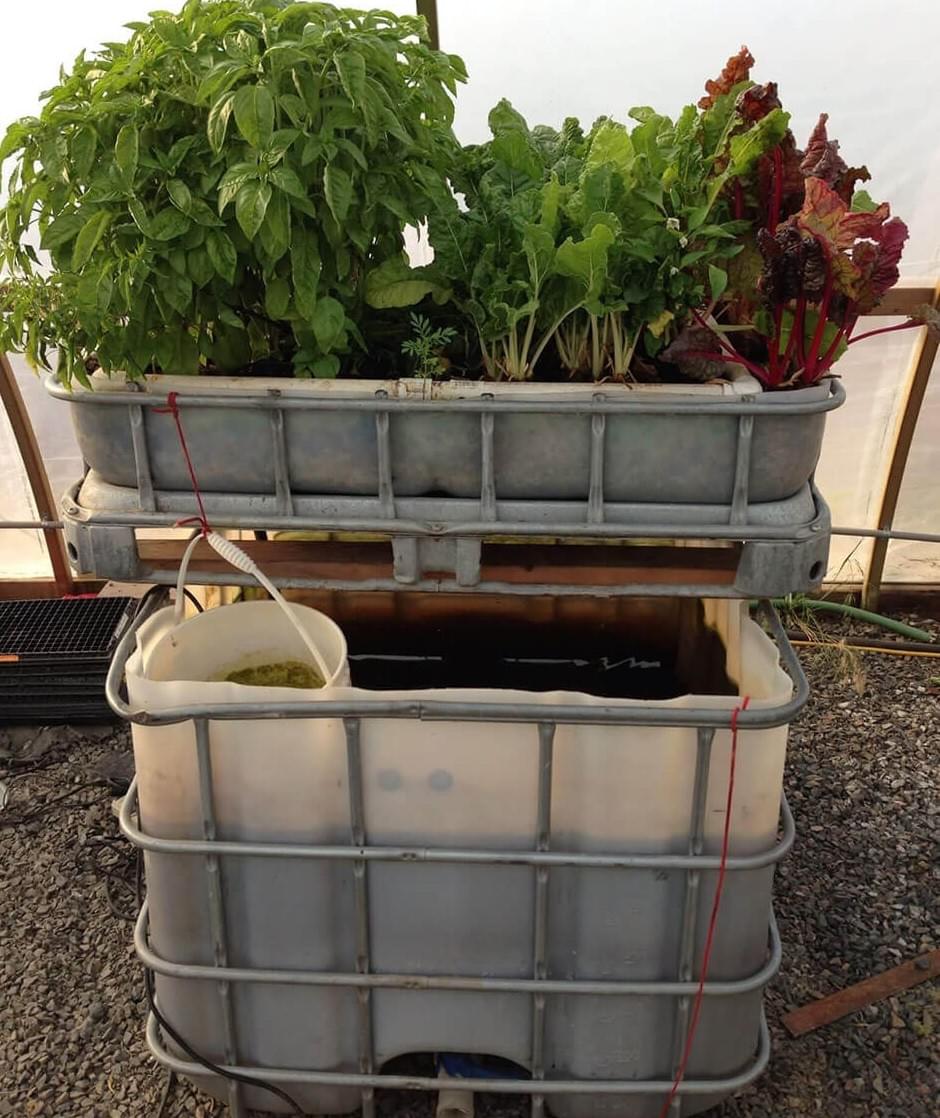 Pocket Farm Review A StepbyStep Blueprint for YearR...