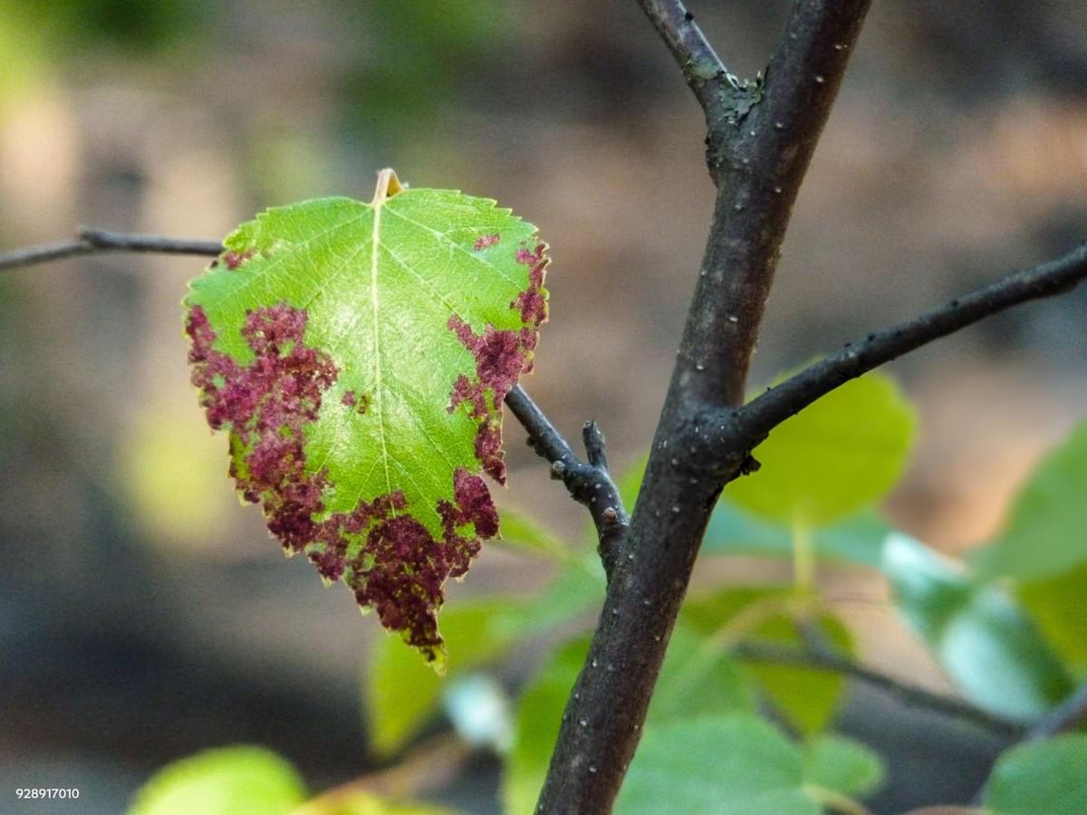 Addressing Common Tree Problems in Newport Beach: Exper...