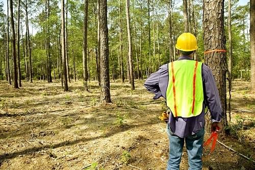 A Complete Guide to Tree Disease Control: Protect Your ...