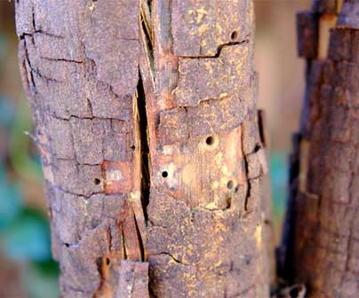 What Are The Problems Of Trees And Treatment Of Shot Ho...