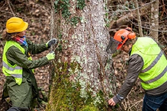A Complete Guide to Tree Disease Control: Protect Your ...