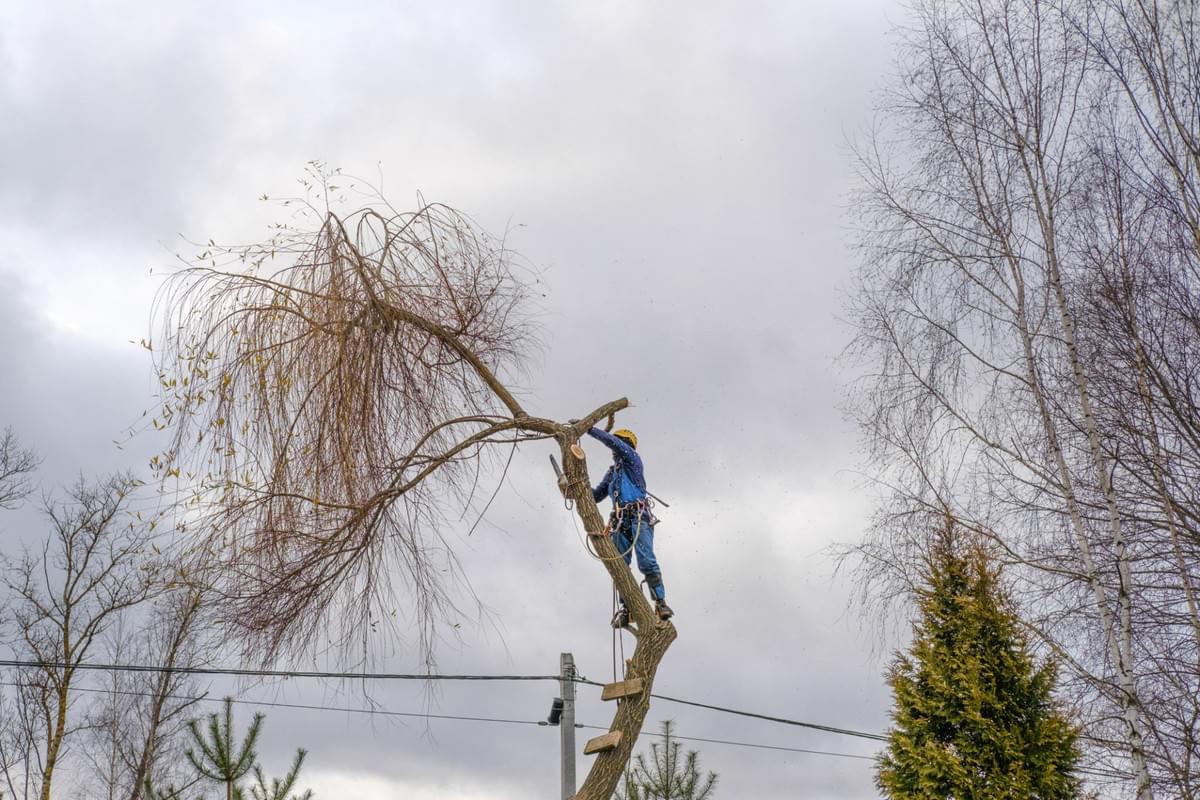 When and Why You Should Consider Tree Removal in Westmi...