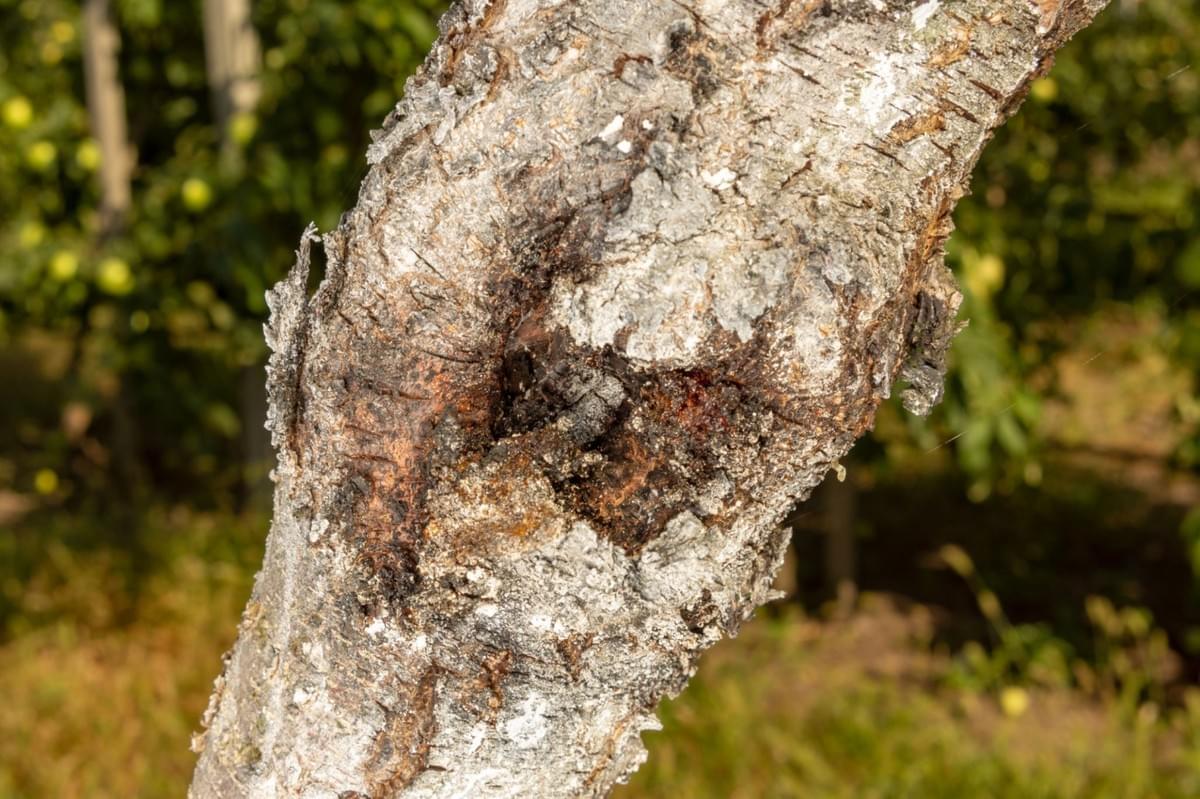 Tree Doctor USA: The Solution to Bot Cankers in Orn...