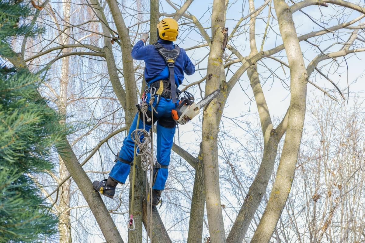 When and Why You Should Consider Tree Removal in Westmi...