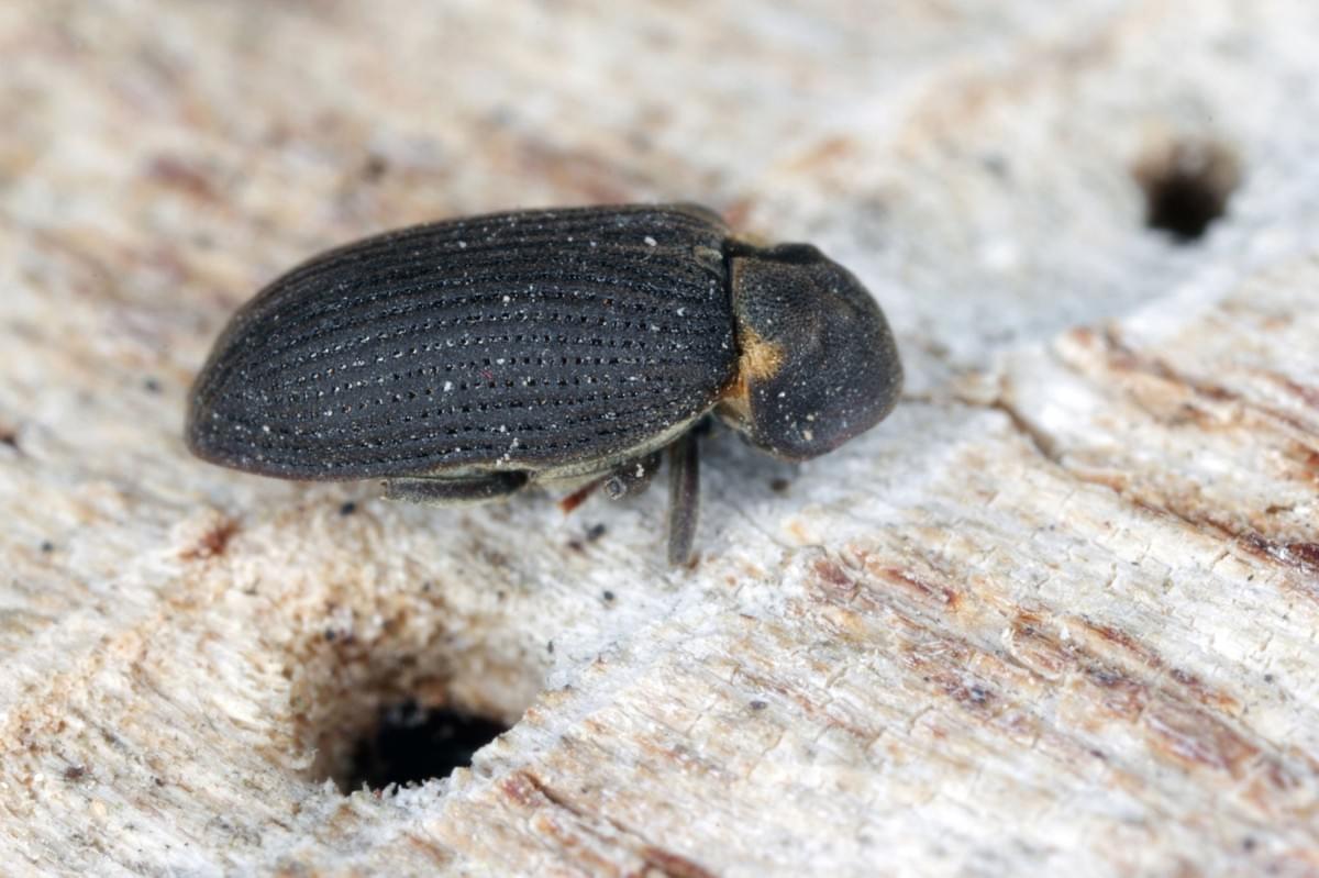 Identifying and Treating Wood Boring Beetles in Your Pr...