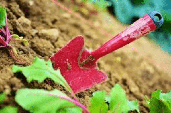 What are the common Soil Diseases?