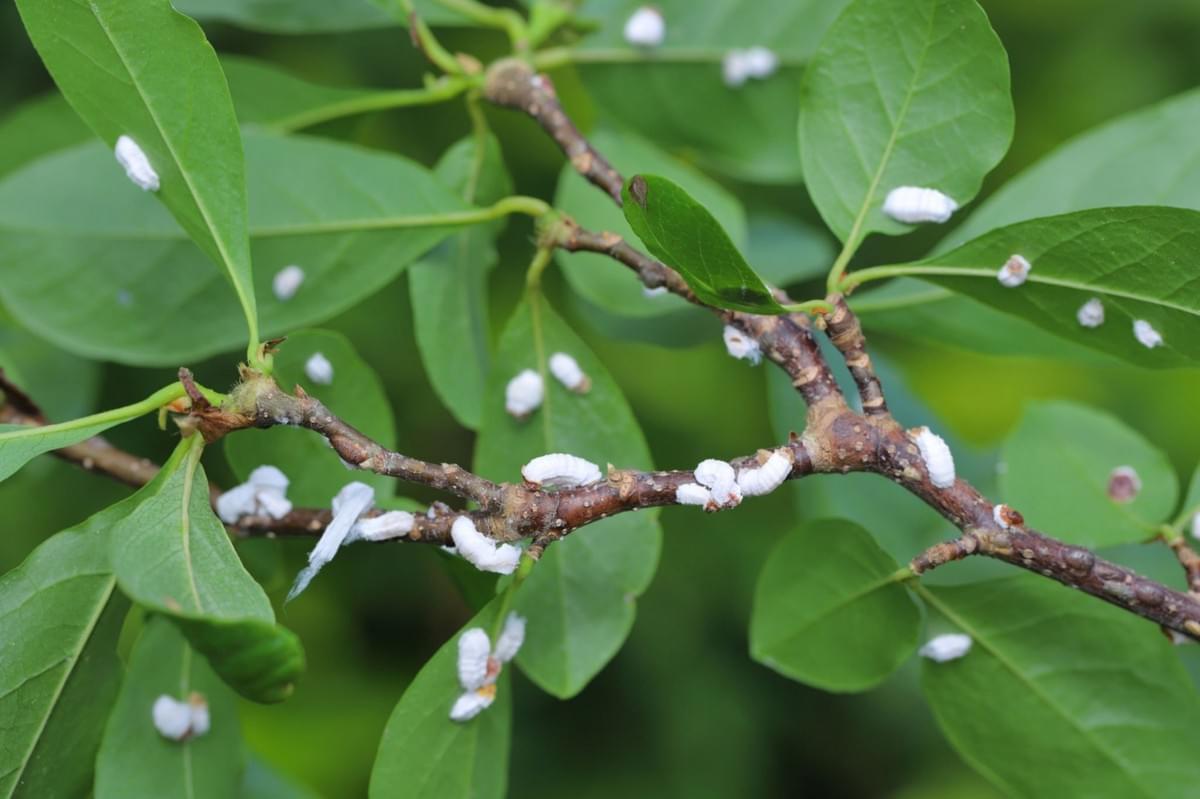 Discover the Best Treatment Options for Magnolia Scale