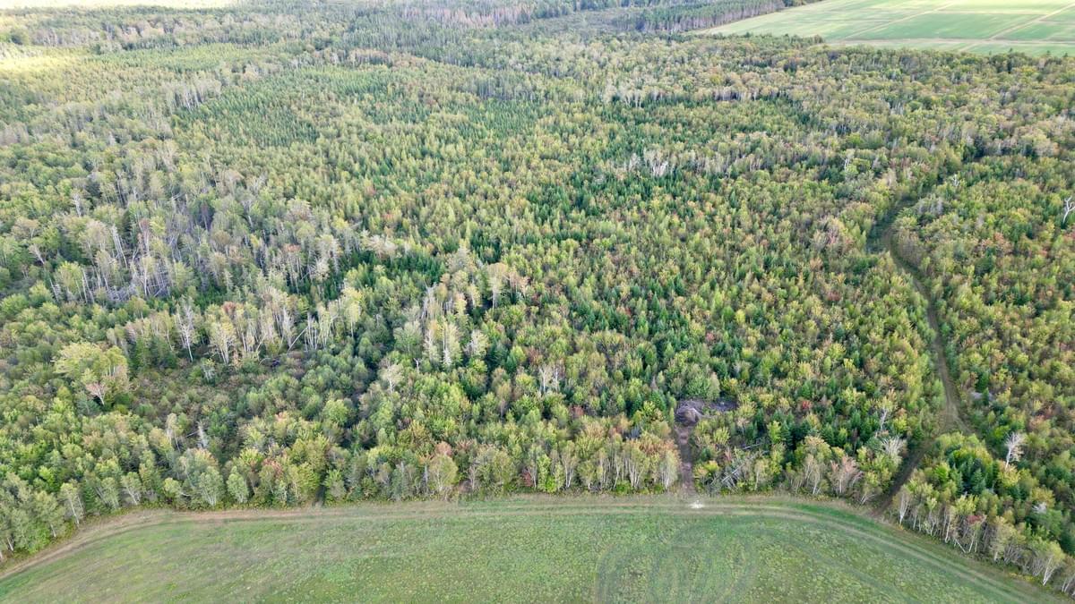 At Sunny Slope Farm Limited, we prioritize the preservation of our natural woodlands. Our conservation efforts focus on maintaining biodiversity, protecting native species, and ensuring the longevity of our forest ecosystems. We engage in responsible practices that uphold the health of our woodlands for future generations. Forest Conservation What We Do Dedicated to the responsible management and conservation of our natural woodlands