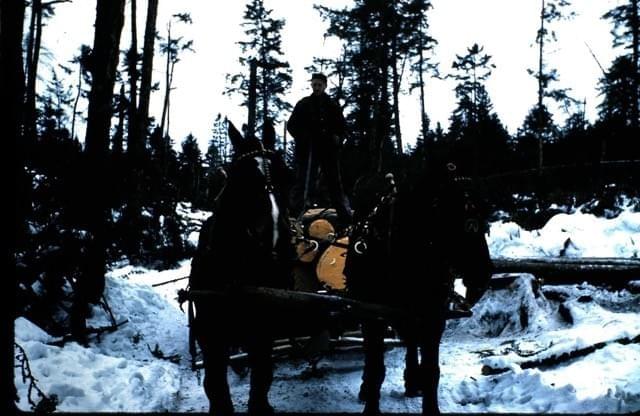 At Sunny Slope Farm Limited, we prioritize the preservation of our natural woodlands. Our conservation efforts focus on maintaining biodiversity, protecting native species, and ensuring the longevity of our forest ecosystems. We engage in responsible practices that uphold the health of our woodlands for future generations. Forest Conservation What We Do Dedicated to the responsible management and conservation of our natural woodlands