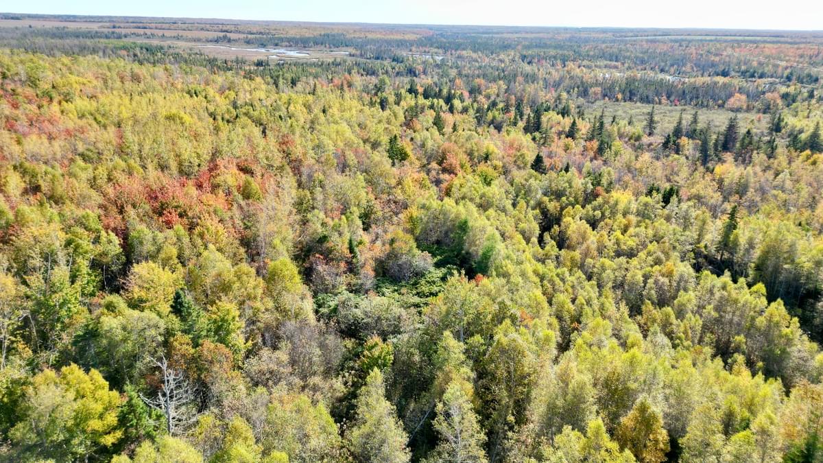 At Sunny Slope Farm Limited, we prioritize the preservation of our natural woodlands. Our conservation efforts focus on maintaining biodiversity, protecting native species, and ensuring the longevity of our forest ecosystems. We engage in responsible practices that uphold the health of our woodlands for future generations. Forest Conservation What We Do Dedicated to the responsible management and conservation of our natural woodlands