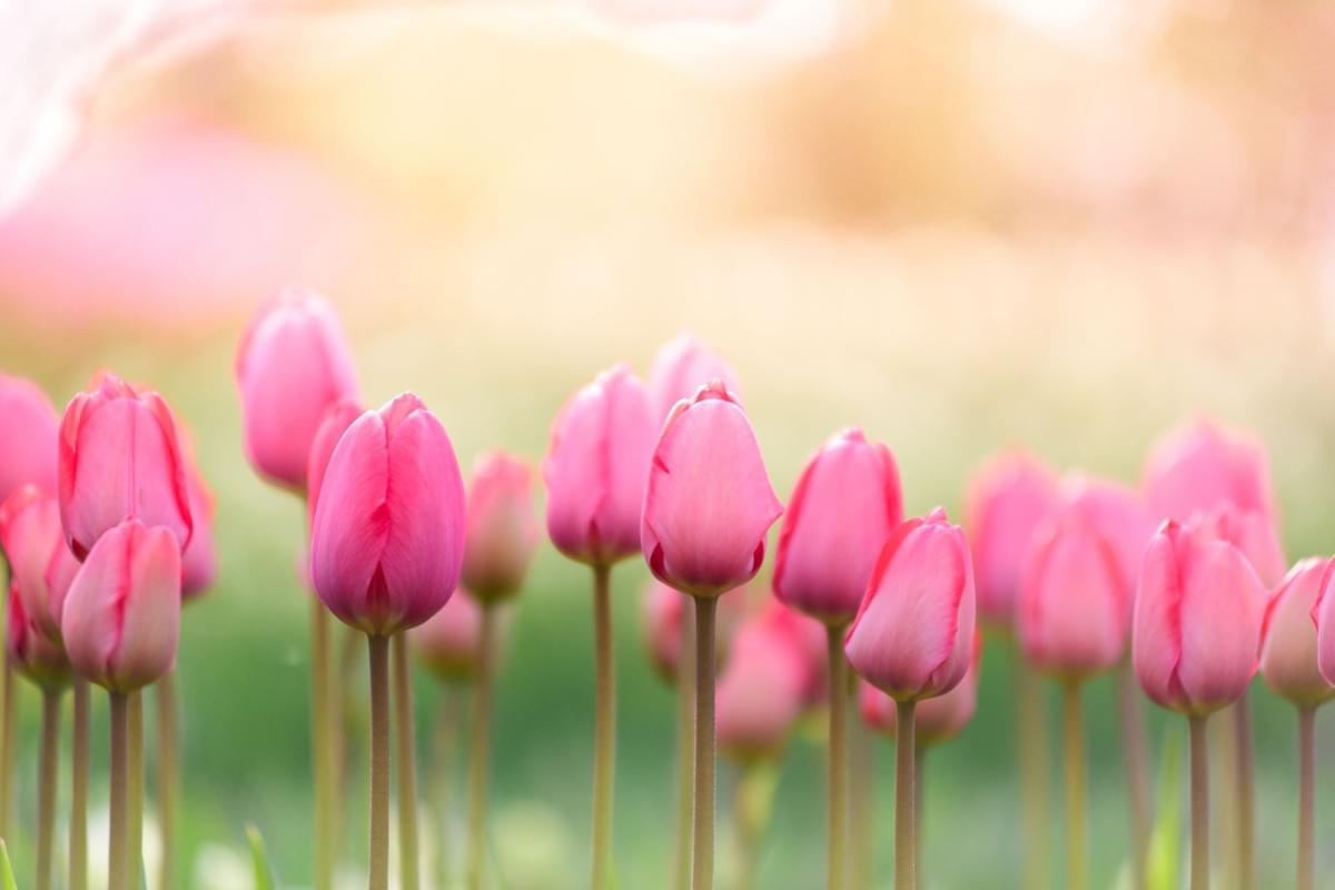 魔法の手 陰の木『乙』の物語~月読み五術