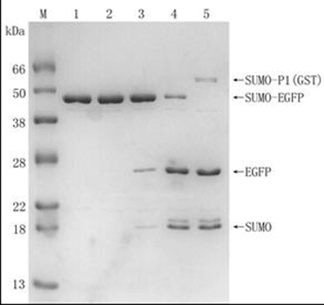 SUMO Protease (GST-tag)