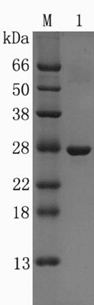 Easy Elution Protein G (ee-ProG)