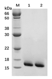 Monomeric Streptavidin (mSA)