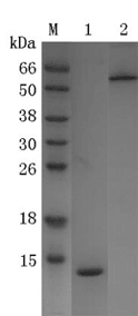 Recombinant Core Streptavidin (r-cSA)