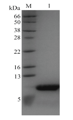 Recombinant Human Long-Arg3 Insulin-like Growth Factor-1 (rh-LR3-IGF-1)