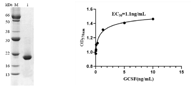 Recombinant Human Granulocyte Colony Stimulating Factor (rh-G-CSF)